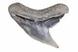 Fossil Tiger Shark Tooth - Lee Creek (Aurora), NC #71074-1